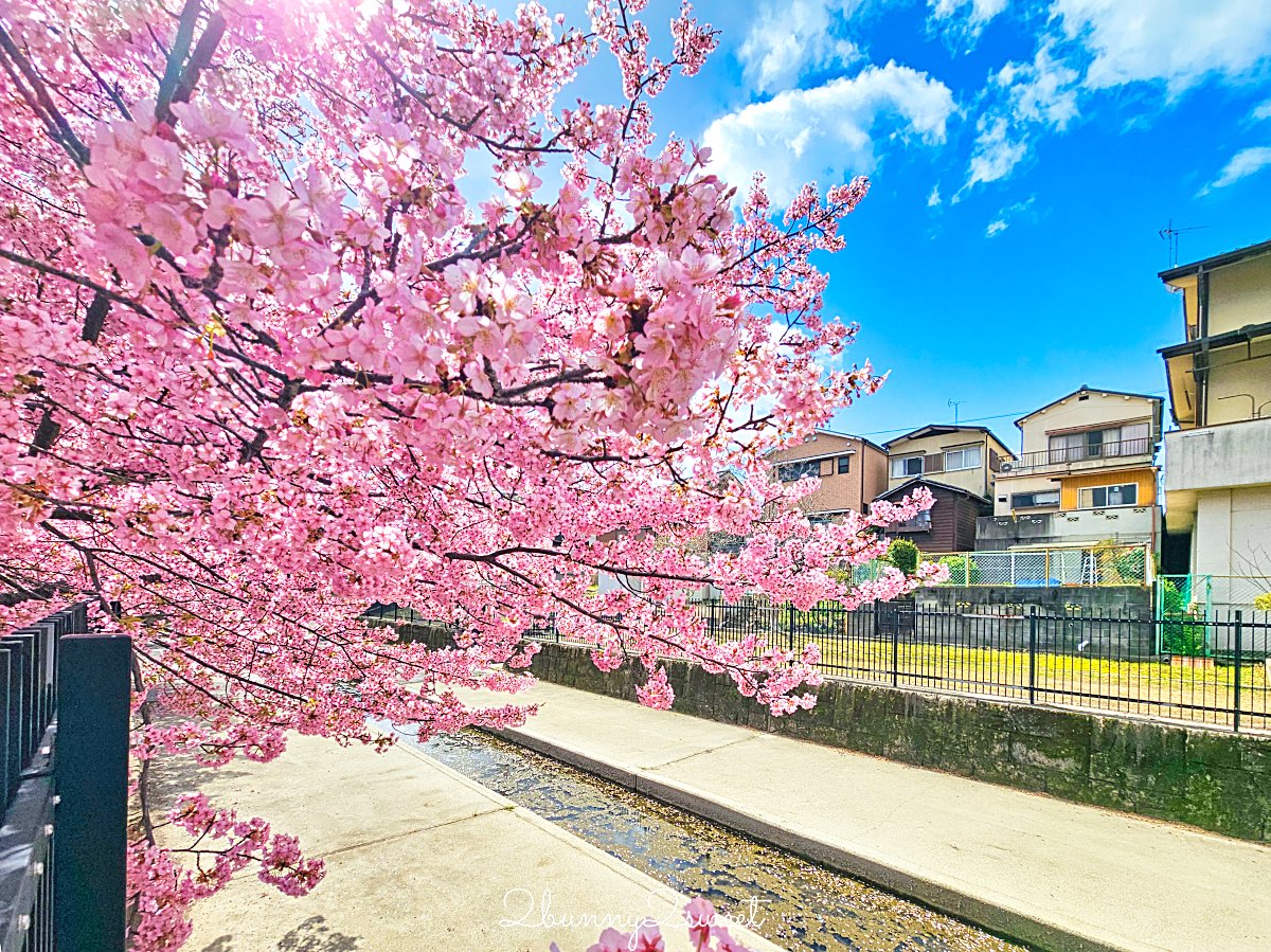 【京都淀水路河津櫻】淀之河津櫻賞櫻散步道，京都二月及三月初最早盛開的櫻花秘境 @兔兒毛毛姊妹花