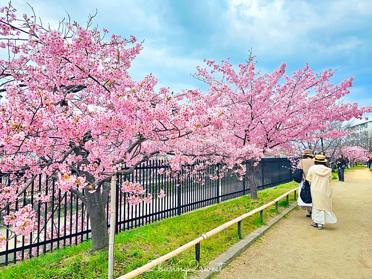 【京都淀水路河津櫻】淀之河津櫻賞櫻散步道，京都二月及三月初最早盛開的櫻花秘境 @兔兒毛毛姊妹花
