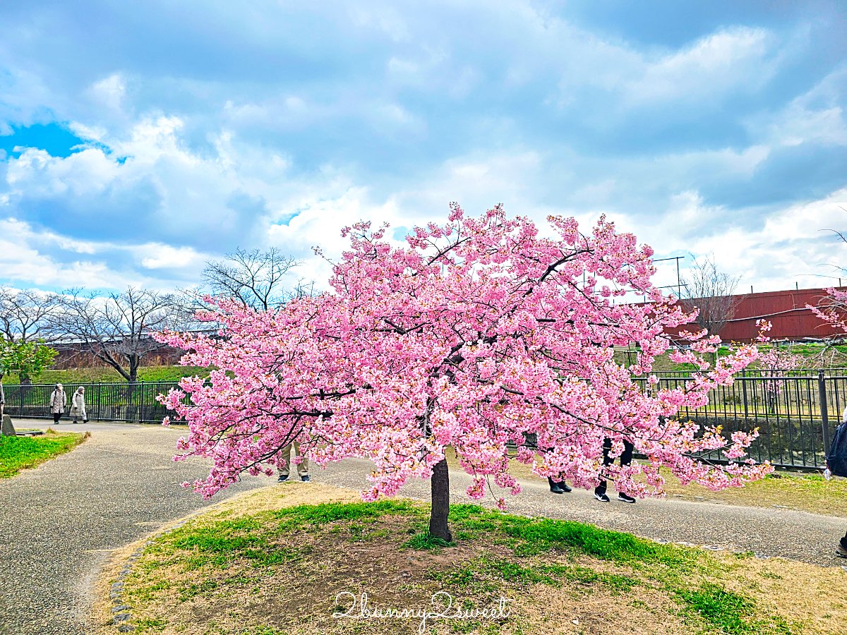 【京都淀水路河津櫻】淀之河津櫻賞櫻散步道，京都二月及三月初最早盛開的櫻花秘境 @兔兒毛毛姊妹花