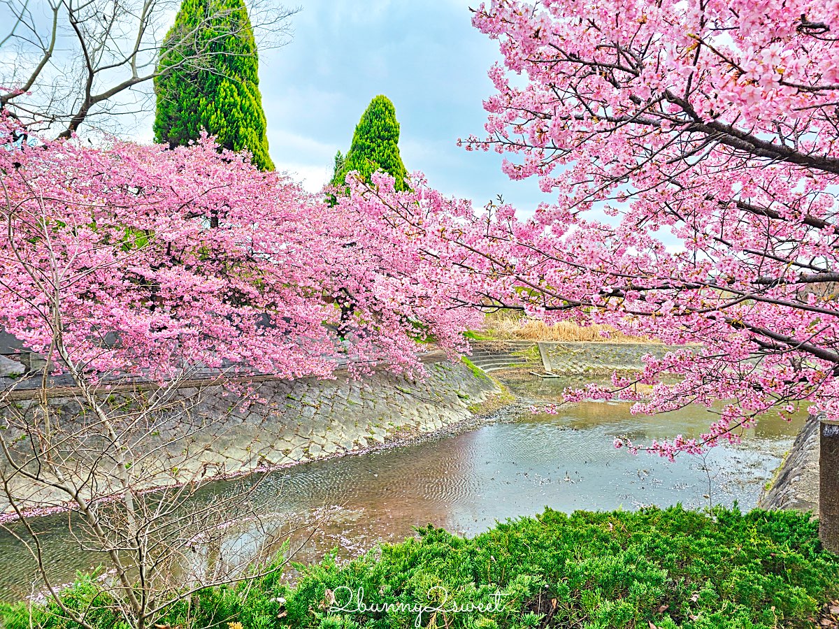 【京都淀水路河津櫻】淀之河津櫻賞櫻散步道，京都二月及三月初最早盛開的櫻花秘境 @兔兒毛毛姊妹花