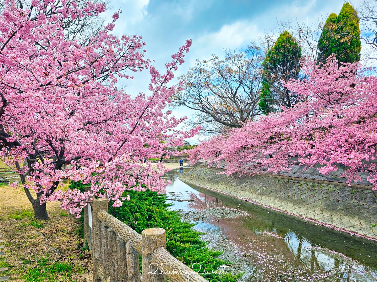 【京都淀水路河津櫻】淀之河津櫻賞櫻散步道，京都二月及三月初最早盛開的櫻花秘境 @兔兒毛毛姊妹花