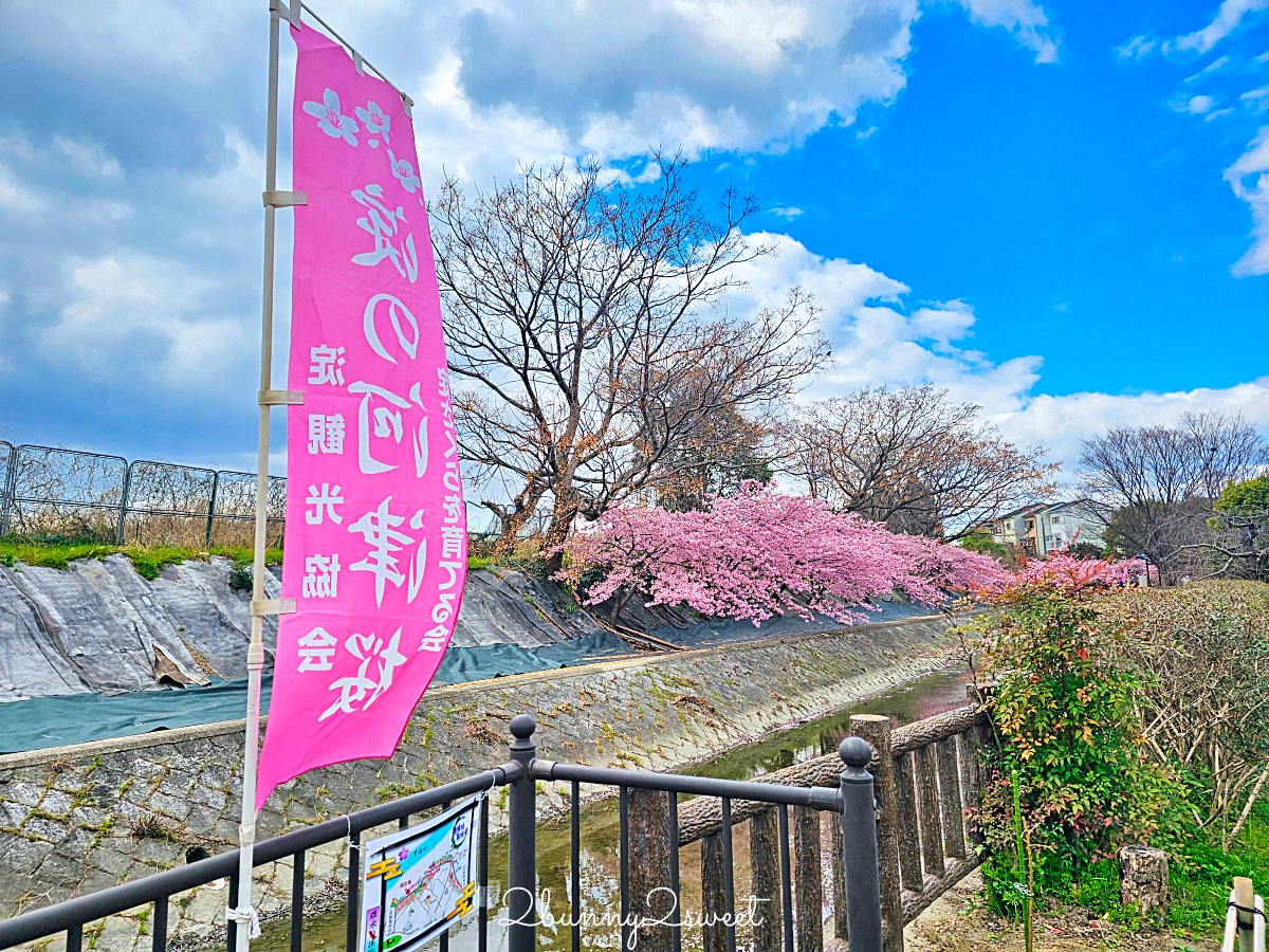 【京都淀水路河津櫻】淀之河津櫻賞櫻散步道，京都二月及三月初最早盛開的櫻花秘境 @兔兒毛毛姊妹花