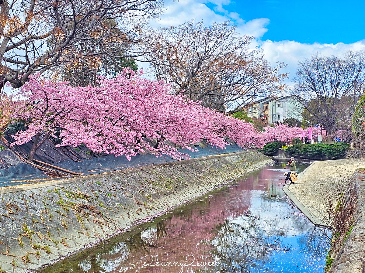 【京都淀水路河津櫻】淀之河津櫻賞櫻散步道，京都二月及三月初最早盛開的櫻花秘境 @兔兒毛毛姊妹花