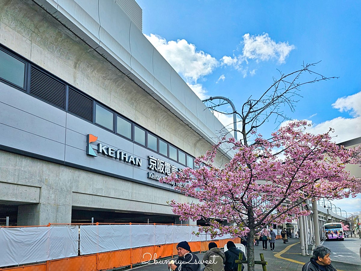 【京都淀水路河津櫻】淀之河津櫻賞櫻散步道，京都二月及三月初最早盛開的櫻花秘境 @兔兒毛毛姊妹花