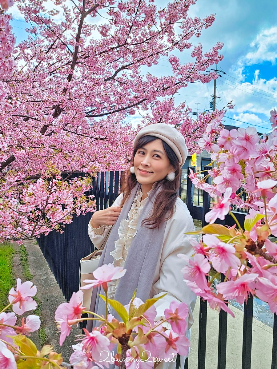 【京都淀水路河津櫻】淀之河津櫻賞櫻散步道，京都二月及三月初最早盛開的櫻花秘境 @兔兒毛毛姊妹花