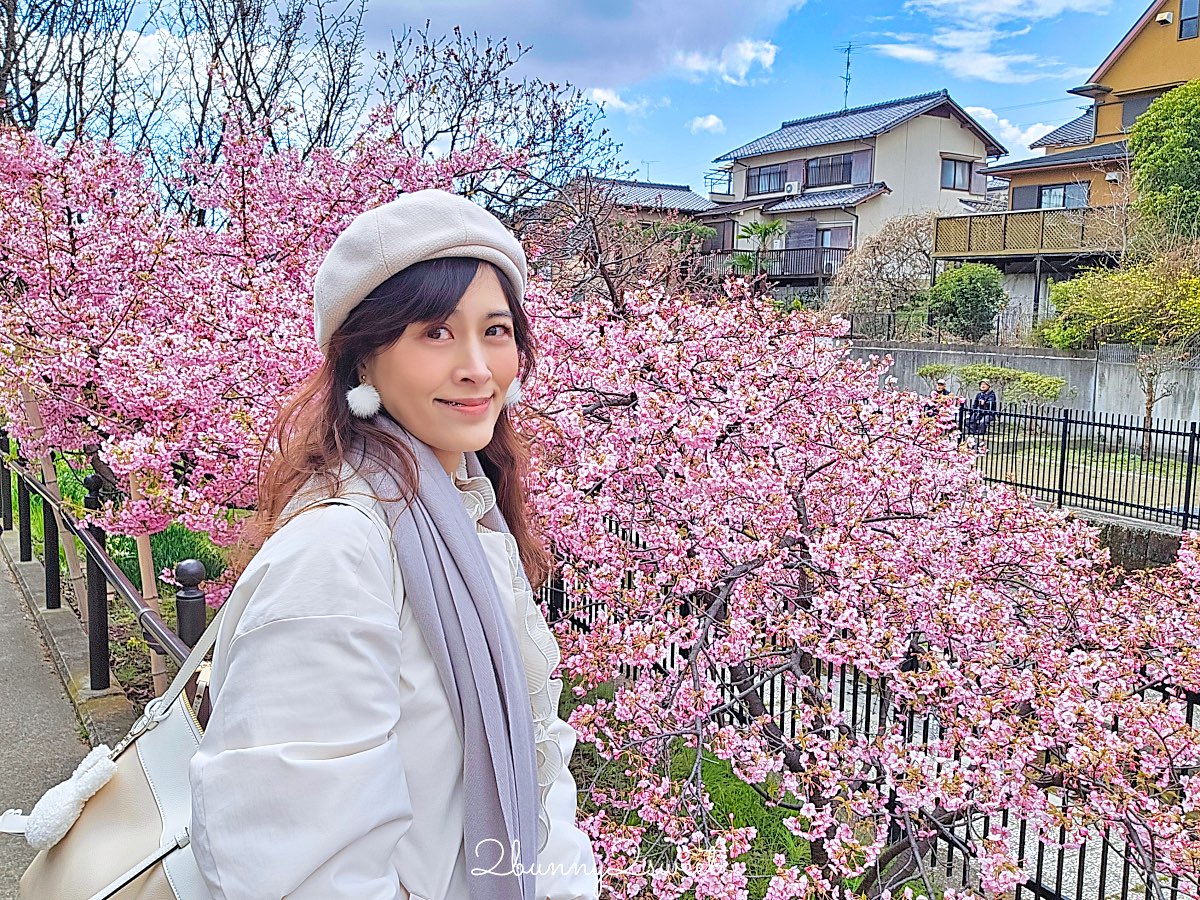 【京都淀水路河津櫻】淀之河津櫻賞櫻散步道，京都二月及三月初最早盛開的櫻花秘境 @兔兒毛毛姊妹花