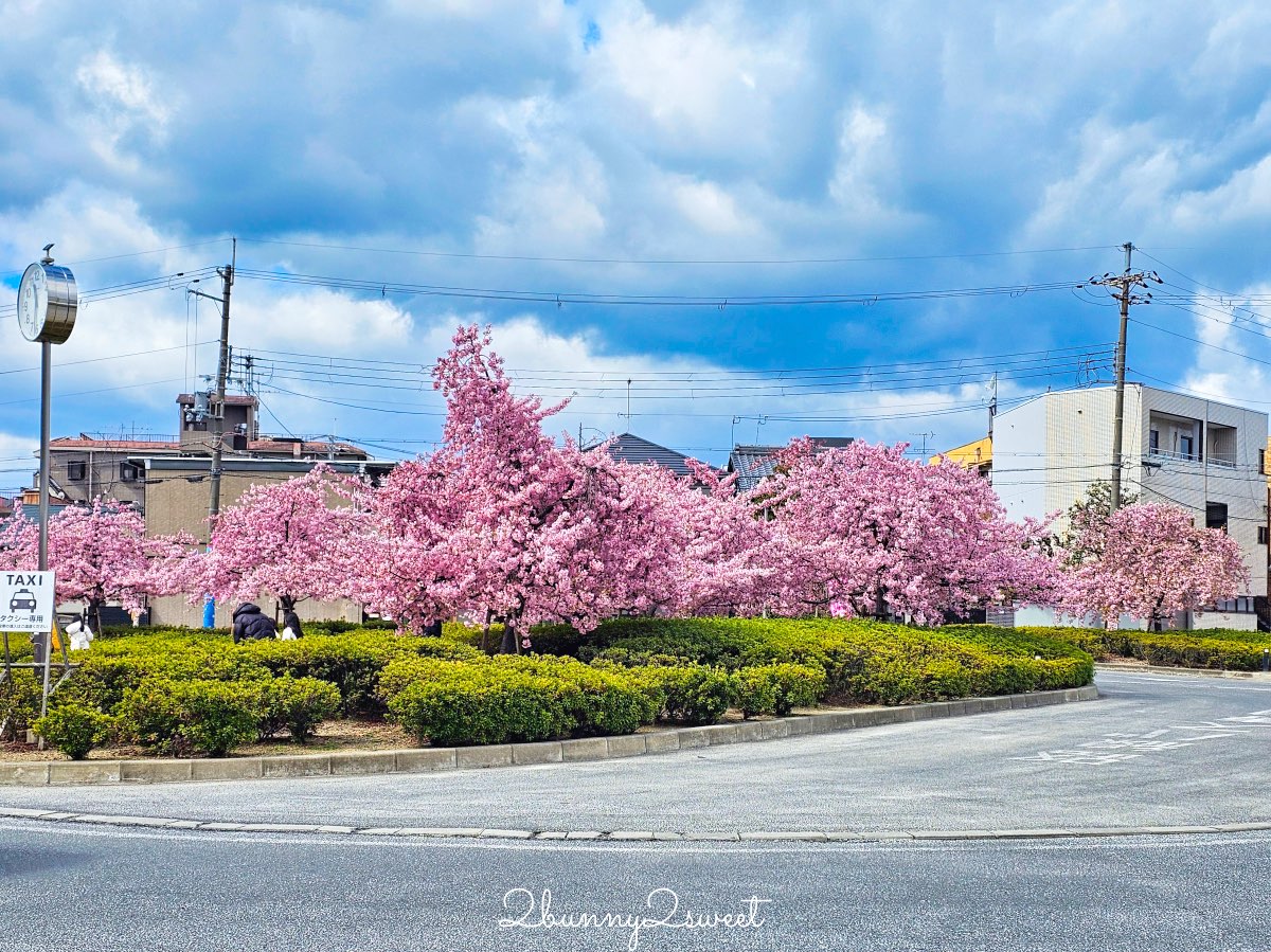 【京都淀水路河津櫻】淀之河津櫻賞櫻散步道，京都二月及三月初最早盛開的櫻花秘境 @兔兒毛毛姊妹花