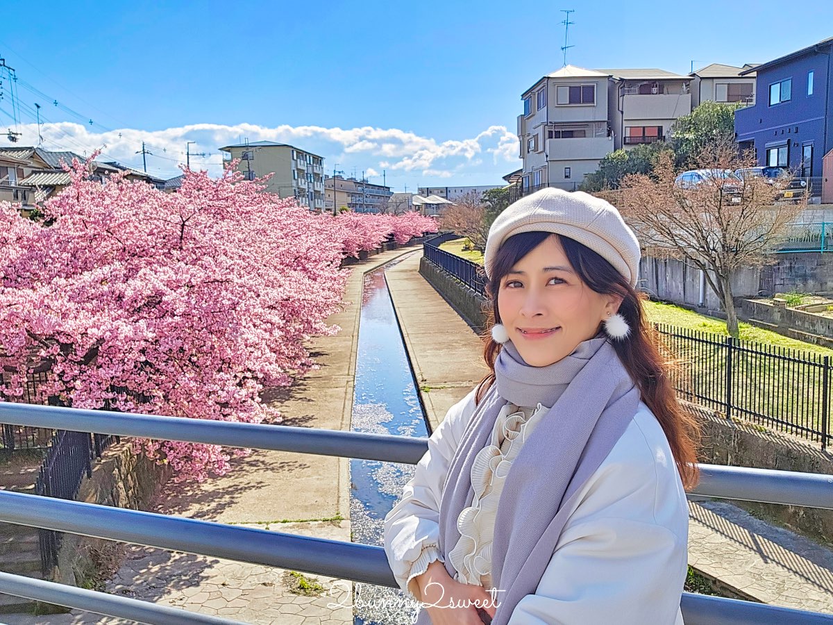 【京都淀水路河津櫻】淀之河津櫻賞櫻散步道，京都二月及三月初最早盛開的櫻花秘境 @兔兒毛毛姊妹花