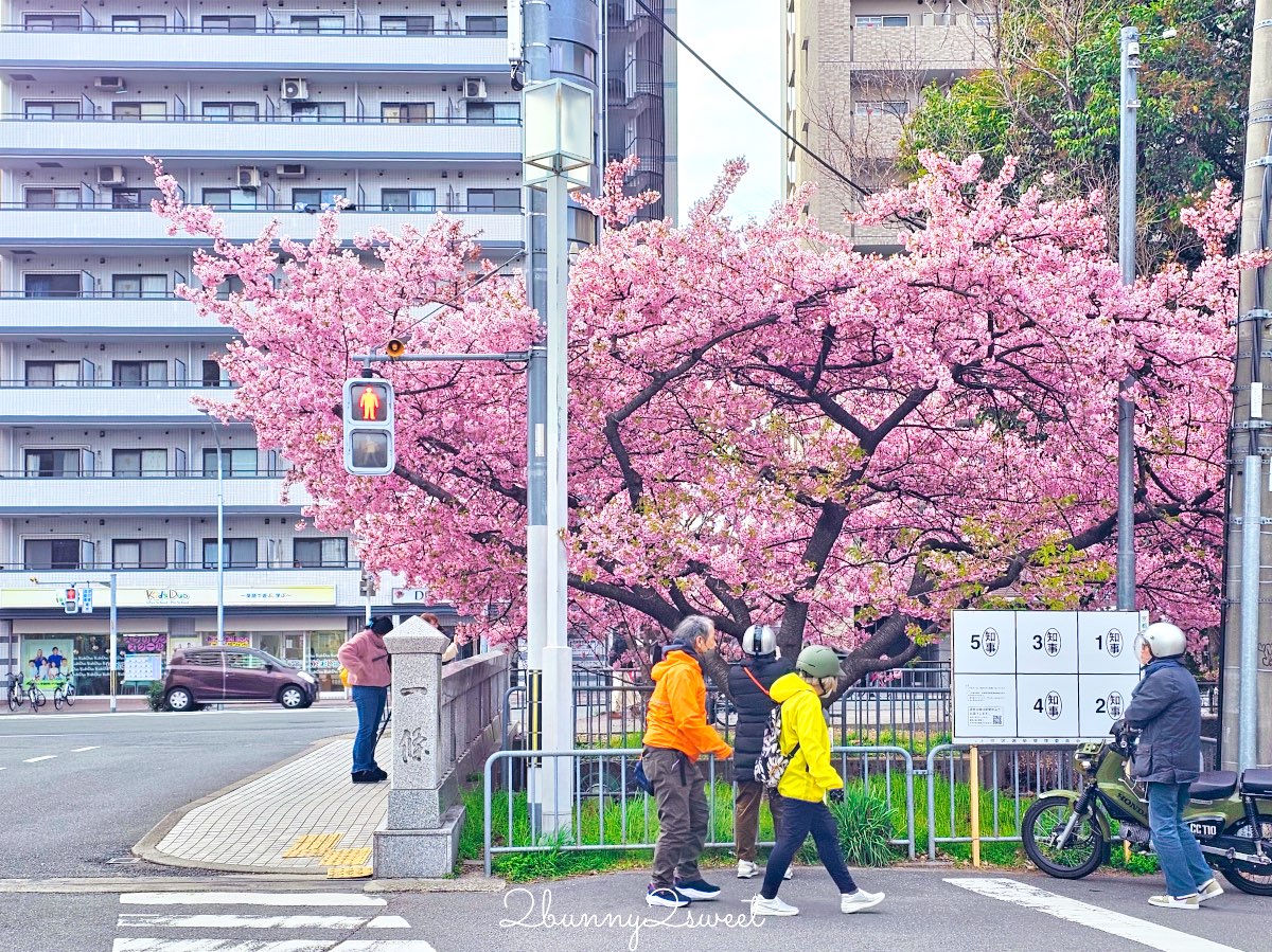 【京都晴明神社一条戻橋】陰陽師神社、河津櫻早櫻景點、五芒星御守與櫻花御守一次看 @兔兒毛毛姊妹花