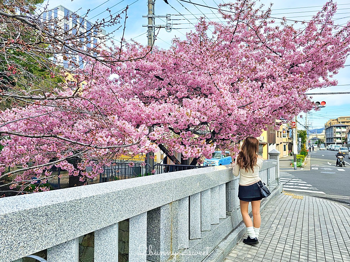 【京都晴明神社一条戻橋】陰陽師神社、河津櫻早櫻景點、五芒星御守與櫻花御守一次看 @兔兒毛毛姊妹花