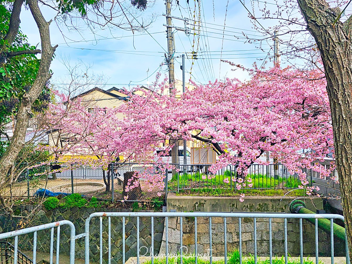 【京都晴明神社一条戻橋】陰陽師神社、河津櫻早櫻景點、五芒星御守與櫻花御守一次看 @兔兒毛毛姊妹花