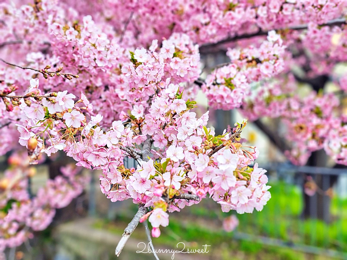 【京都晴明神社一条戻橋】陰陽師神社、河津櫻早櫻景點、五芒星御守與櫻花御守一次看 @兔兒毛毛姊妹花