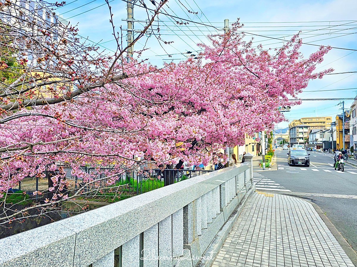 【京都晴明神社一条戻橋】陰陽師神社、河津櫻早櫻景點、五芒星御守與櫻花御守一次看 @兔兒毛毛姊妹花 【京都晴明神社一条戻橋】陰陽師神社、河津櫻早櫻景點、五芒星御守與櫻花御守一次看 @兔兒毛毛姊妹花
