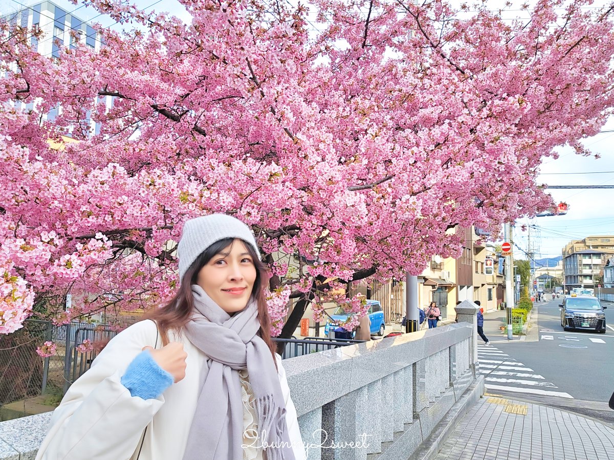 【京都晴明神社一条戻橋】陰陽師神社、河津櫻早櫻景點、五芒星御守與櫻花御守一次看 @兔兒毛毛姊妹花