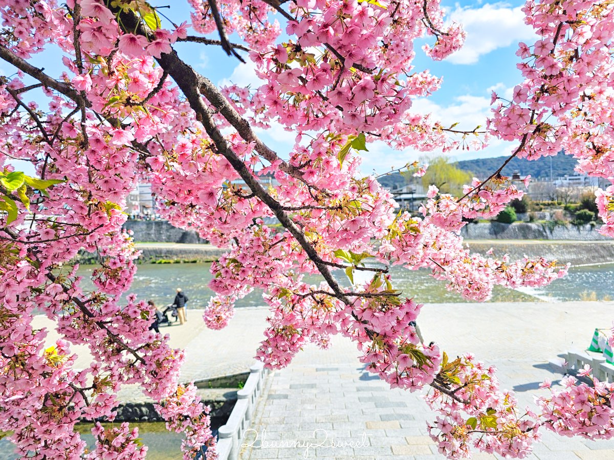 【京都早櫻景點懶人包】不用等櫻花季！6個京都2月～3月初就能看到早開櫻花的賞櫻景點推薦 @兔兒毛毛姊妹花