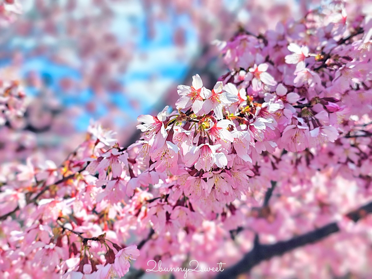 【京都長德寺阿龜櫻】京都賞櫻:三月初就能看到整棵粉紅櫻花滿開的早櫻景點 @兔兒毛毛姊妹花 【京都長德寺阿龜櫻】京都賞櫻:三月初就能看到整棵粉紅櫻花滿開的早櫻景點 @兔兒毛毛姊妹花