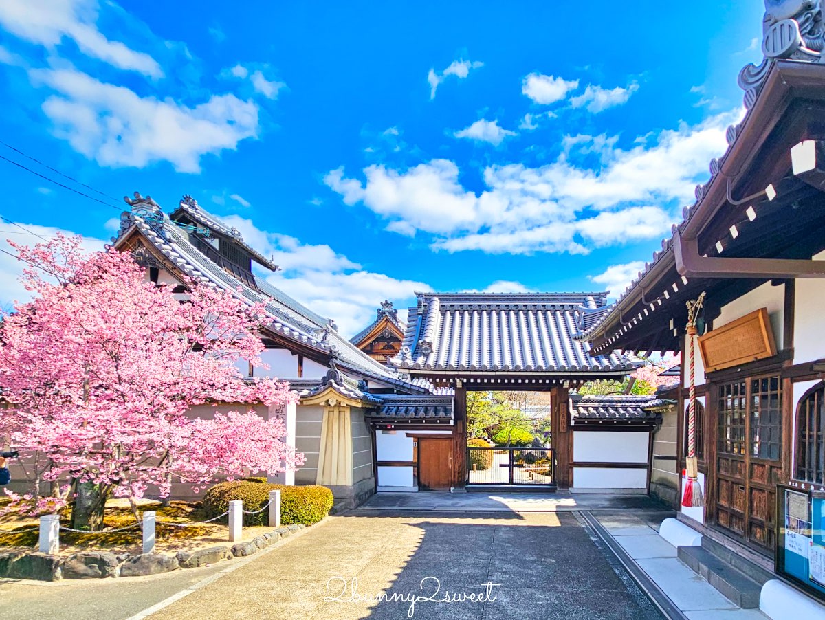 【京都長德寺阿龜櫻】京都賞櫻:三月初就能看到整棵粉紅櫻花滿開的早櫻景點 @兔兒毛毛姊妹花 【京都長德寺阿龜櫻】京都賞櫻:三月初就能看到整棵粉紅櫻花滿開的早櫻景點 @兔兒毛毛姊妹花