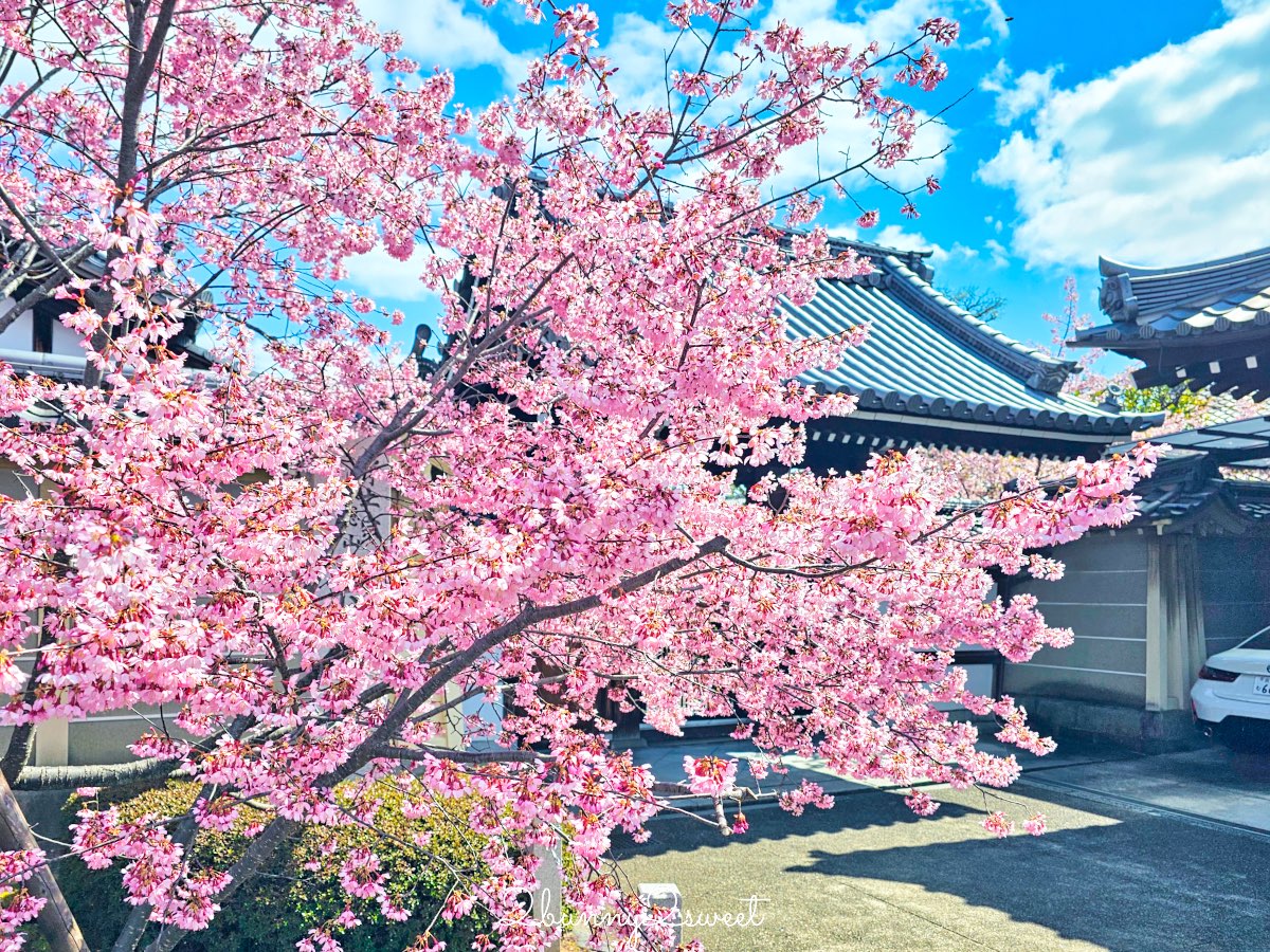 【京都早櫻景點懶人包】不用等櫻花季！6個京都2月～3月初就能看到早開櫻花的賞櫻景點推薦 @兔兒毛毛姊妹花