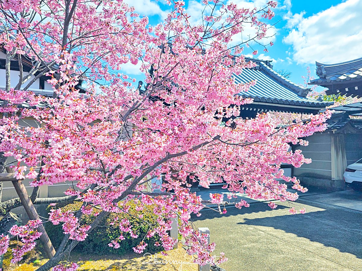 【京都長德寺阿龜櫻】京都賞櫻:三月初就能看到整棵粉紅櫻花滿開的早櫻景點 @兔兒毛毛姊妹花 【京都長德寺阿龜櫻】京都賞櫻:三月初就能看到整棵粉紅櫻花滿開的早櫻景點 @兔兒毛毛姊妹花