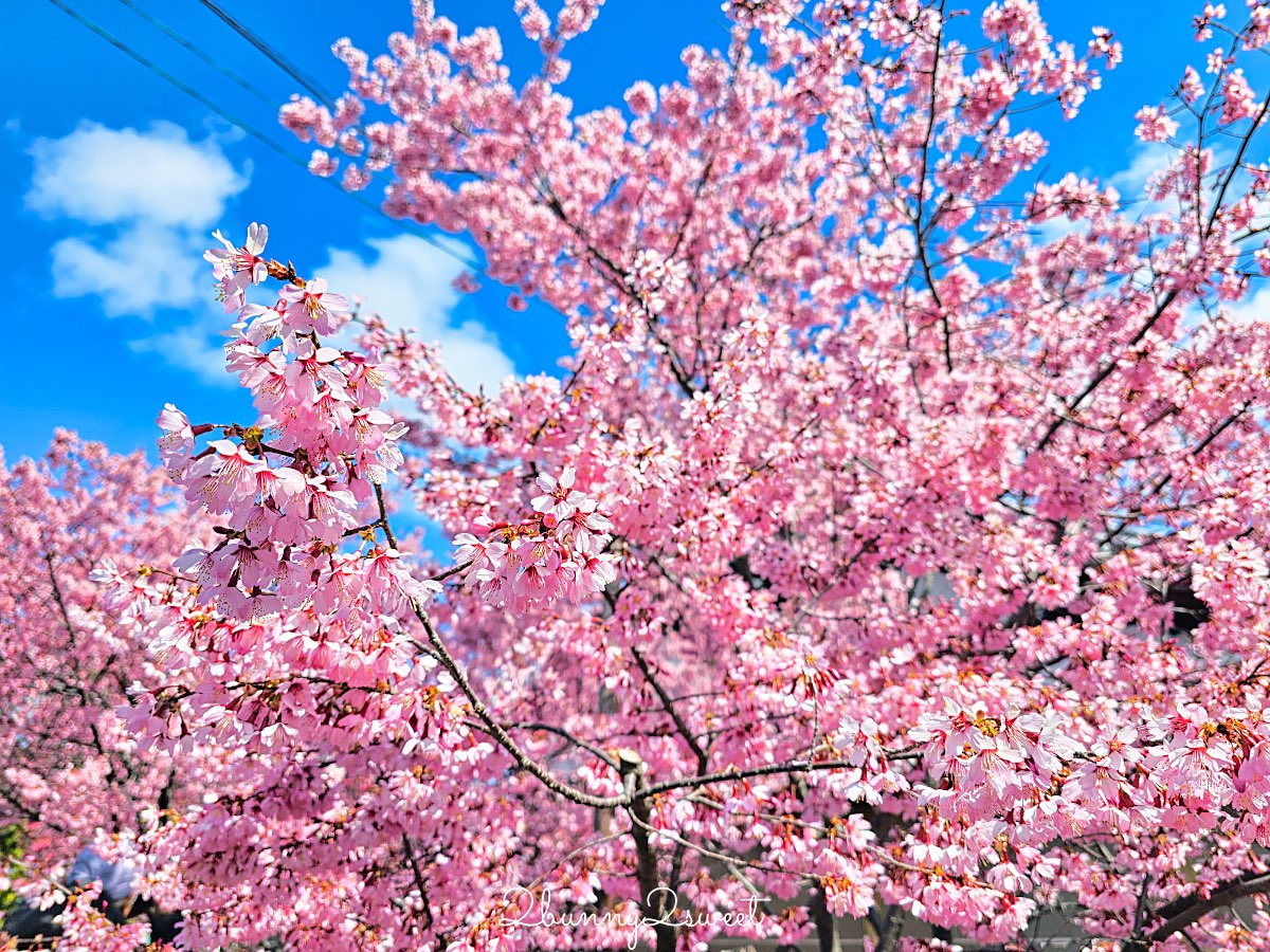 【京都長德寺阿龜櫻】京都賞櫻:三月初就能看到整棵粉紅櫻花滿開的早櫻景點 @兔兒毛毛姊妹花 【京都長德寺阿龜櫻】京都賞櫻:三月初就能看到整棵粉紅櫻花滿開的早櫻景點 @兔兒毛毛姊妹花
