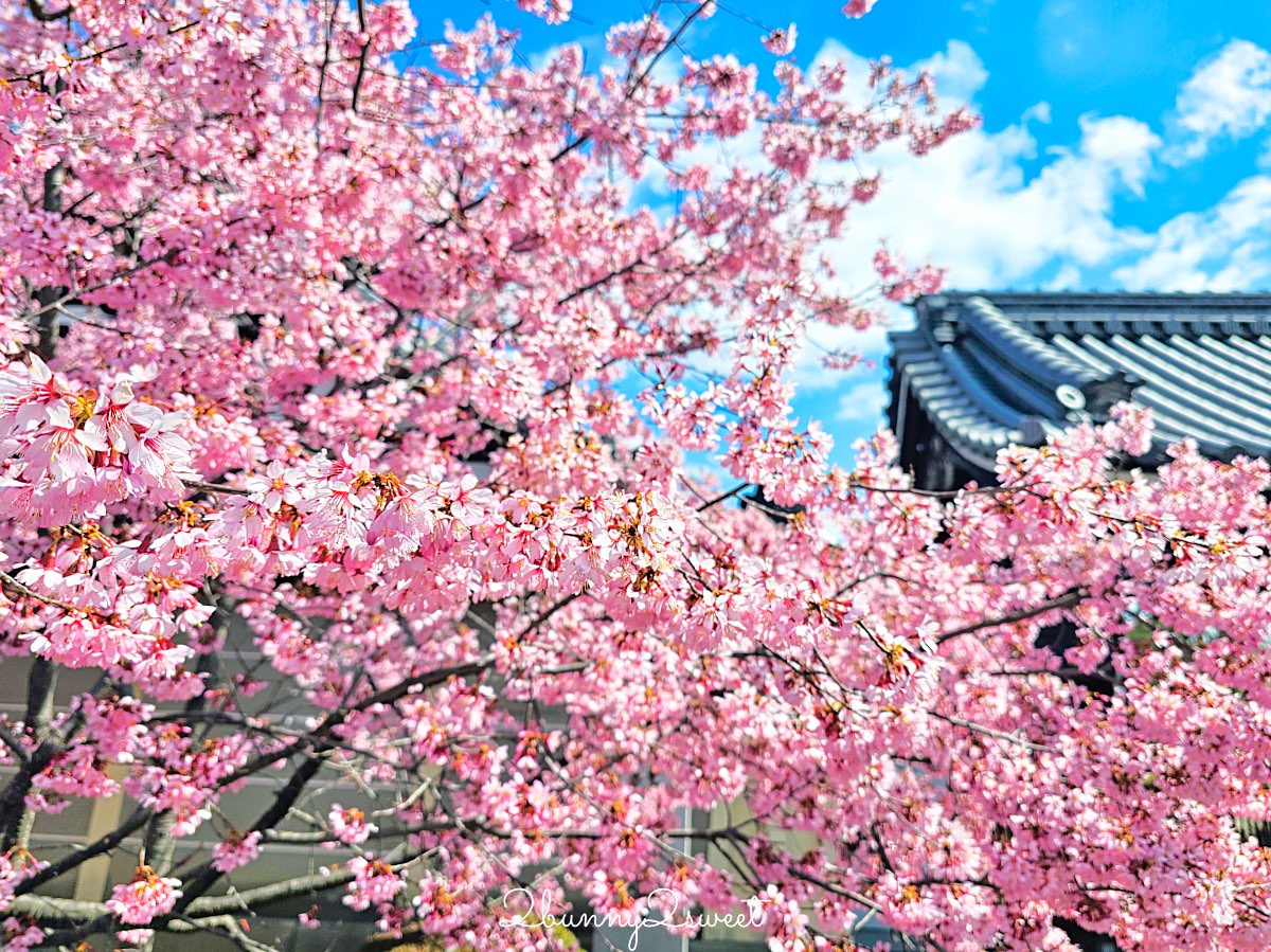 【京都長德寺阿龜櫻】京都賞櫻:三月初就能看到整棵粉紅櫻花滿開的早櫻景點 @兔兒毛毛姊妹花 【京都長德寺阿龜櫻】京都賞櫻:三月初就能看到整棵粉紅櫻花滿開的早櫻景點 @兔兒毛毛姊妹花