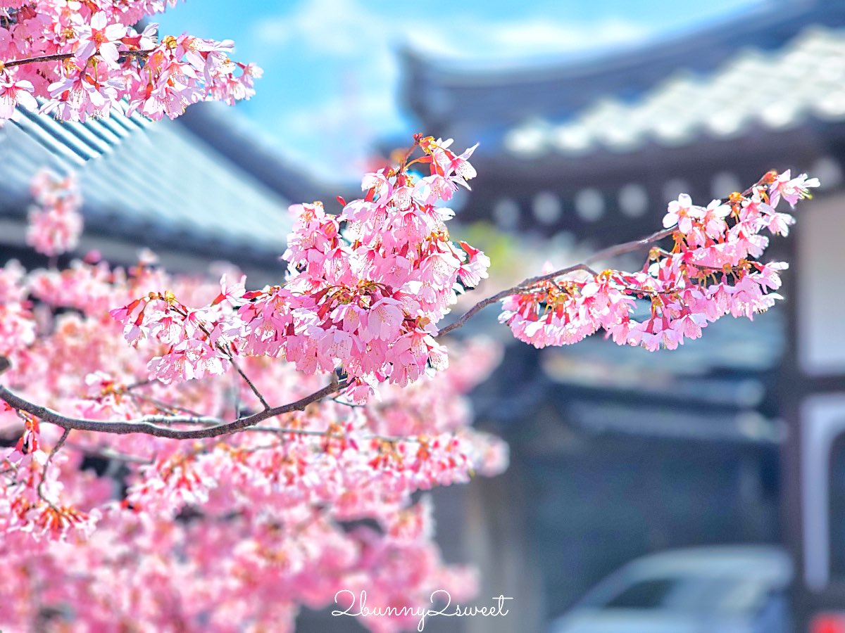【京都長德寺阿龜櫻】京都賞櫻:三月初就能看到整棵粉紅櫻花滿開的早櫻景點 @兔兒毛毛姊妹花 【京都長德寺阿龜櫻】京都賞櫻:三月初就能看到整棵粉紅櫻花滿開的早櫻景點 @兔兒毛毛姊妹花