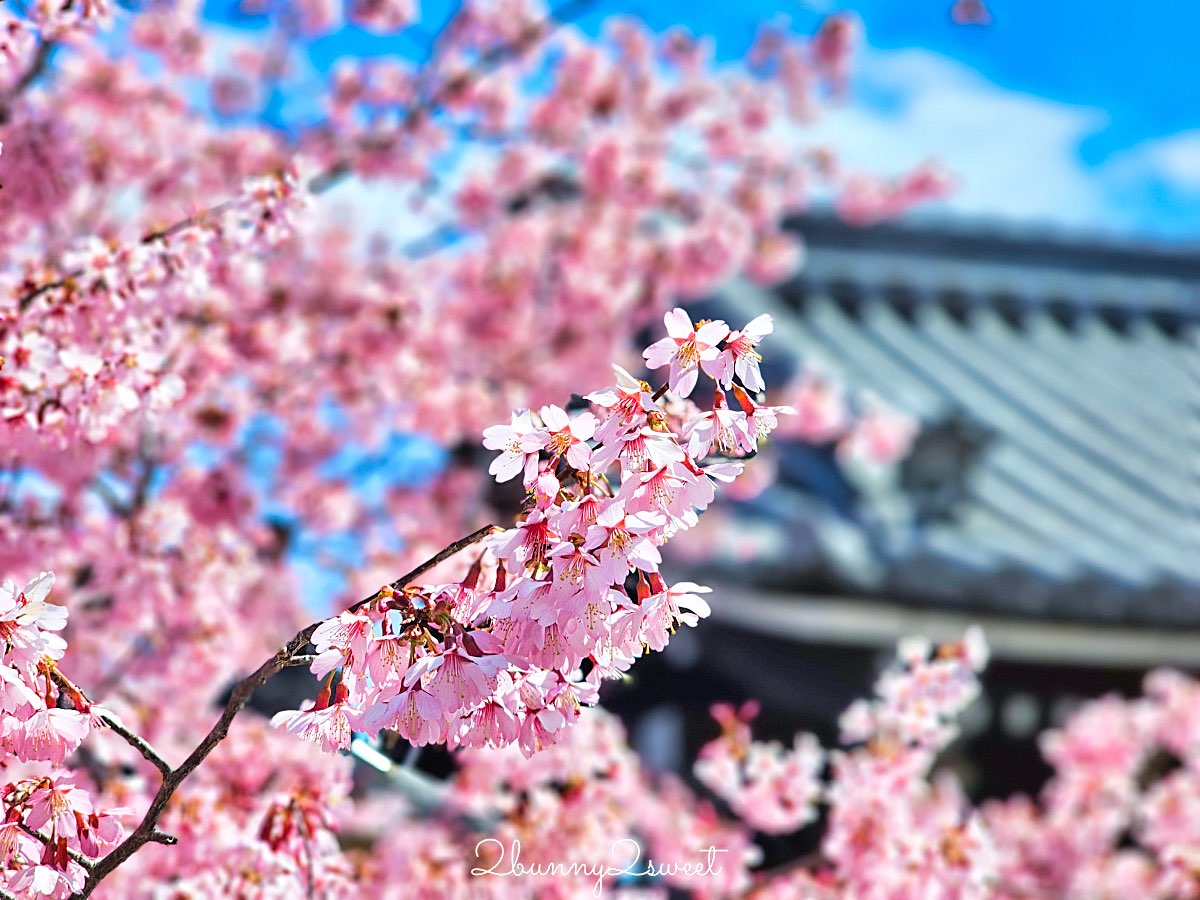 【京都長德寺阿龜櫻】京都賞櫻:三月初就能看到整棵粉紅櫻花滿開的早櫻景點 @兔兒毛毛姊妹花 【京都長德寺阿龜櫻】京都賞櫻:三月初就能看到整棵粉紅櫻花滿開的早櫻景點 @兔兒毛毛姊妹花