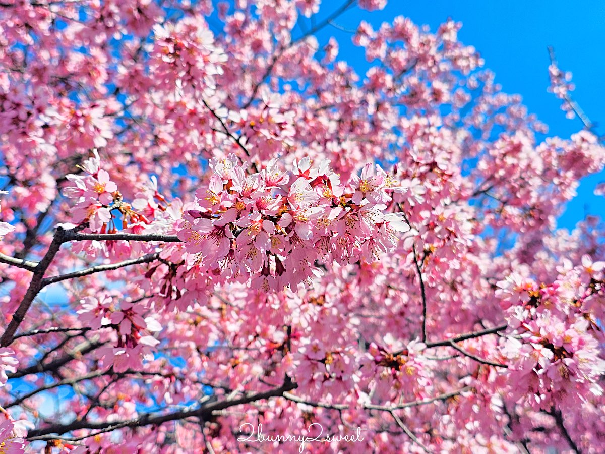 【京都長德寺阿龜櫻】京都賞櫻:三月初就能看到整棵粉紅櫻花滿開的早櫻景點 @兔兒毛毛姊妹花 【京都長德寺阿龜櫻】京都賞櫻:三月初就能看到整棵粉紅櫻花滿開的早櫻景點 @兔兒毛毛姊妹花