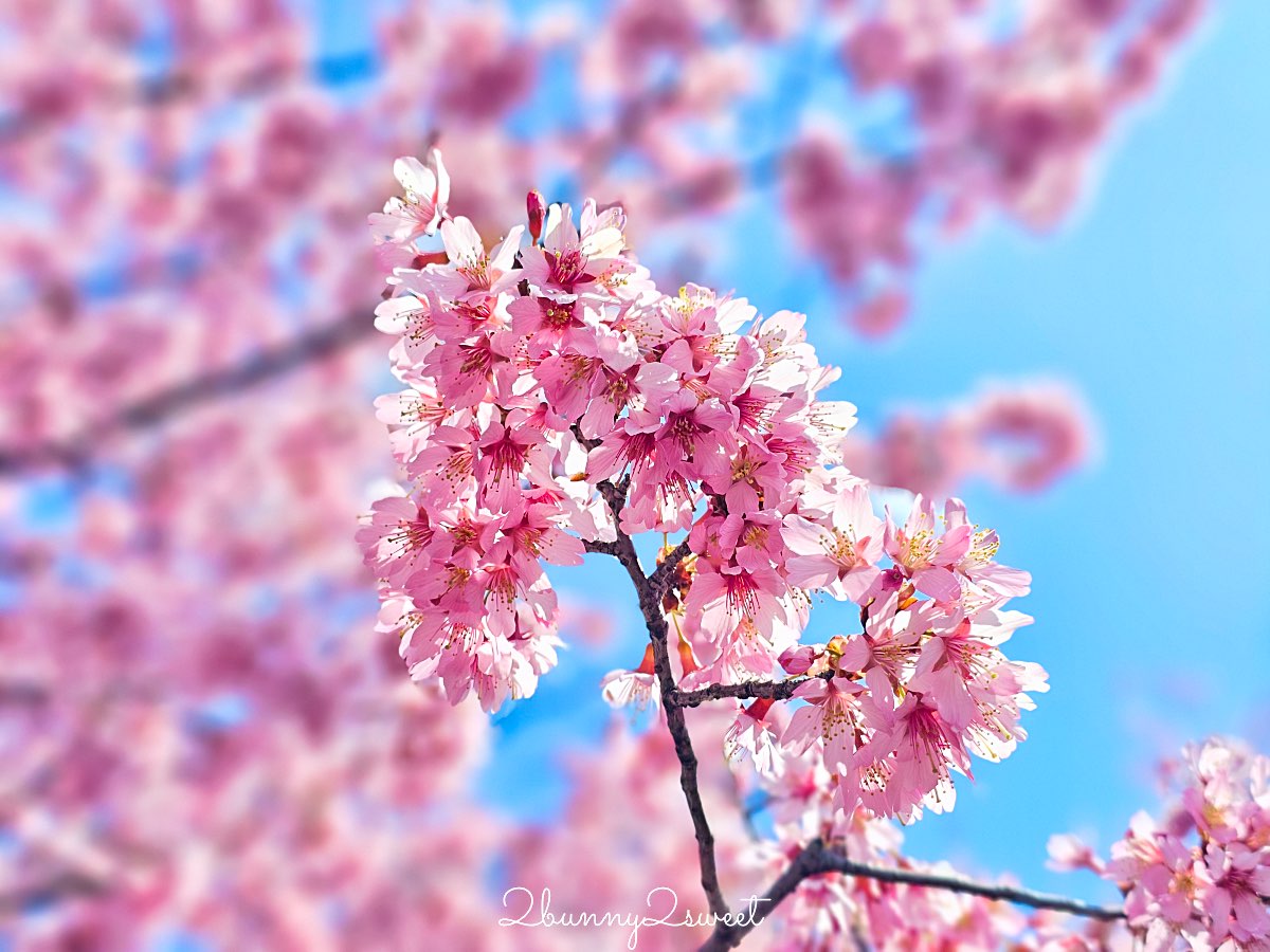 【京都長德寺阿龜櫻】京都賞櫻:三月初就能看到整棵粉紅櫻花滿開的早櫻景點 @兔兒毛毛姊妹花 【京都長德寺阿龜櫻】京都賞櫻:三月初就能看到整棵粉紅櫻花滿開的早櫻景點 @兔兒毛毛姊妹花