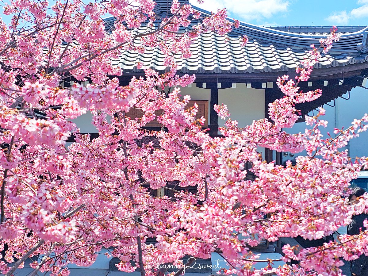 【京都長德寺阿龜櫻】京都賞櫻：三月初就能看到整棵粉紅櫻花滿開的早櫻景點 @兔兒毛毛姊妹花