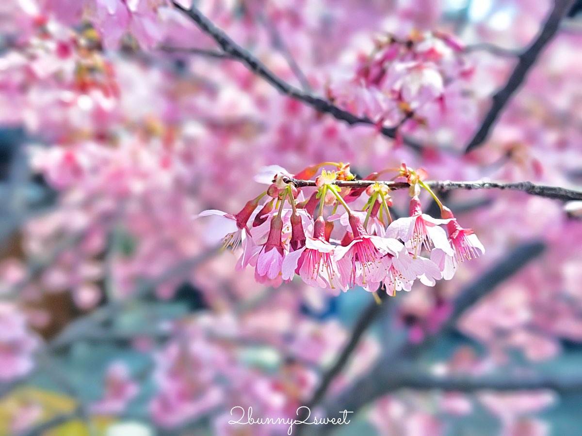 【京都長德寺阿龜櫻】京都賞櫻:三月初就能看到整棵粉紅櫻花滿開的早櫻景點 @兔兒毛毛姊妹花 【京都長德寺阿龜櫻】京都賞櫻:三月初就能看到整棵粉紅櫻花滿開的早櫻景點 @兔兒毛毛姊妹花