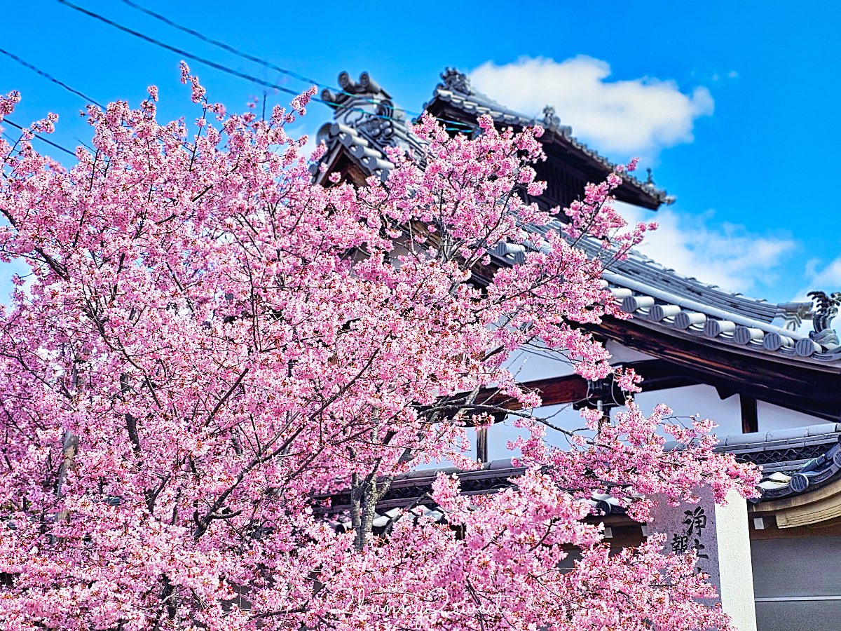 【京都長德寺阿龜櫻】京都賞櫻：三月初就能看到整棵粉紅櫻花滿開的早櫻景點 @兔兒毛毛姊妹花