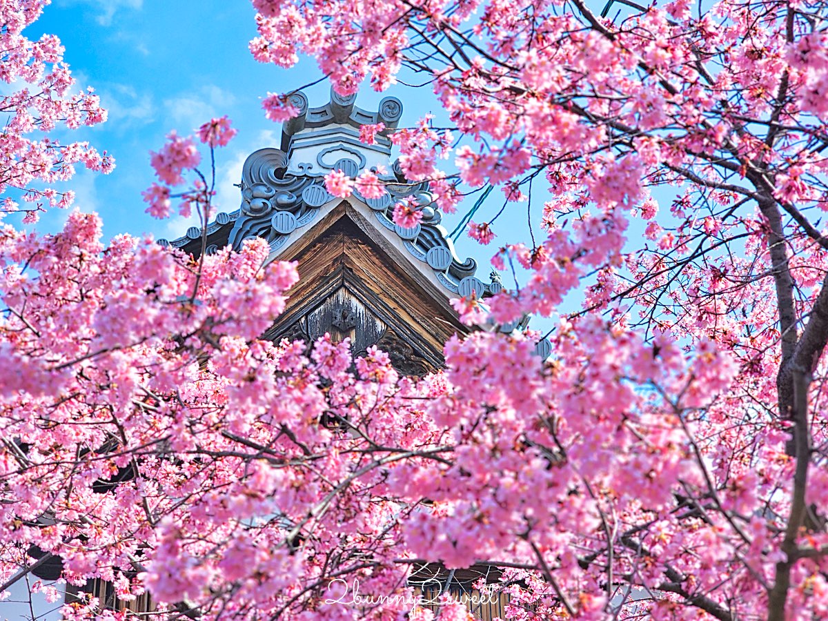 【京都長德寺阿龜櫻】京都賞櫻:三月初就能看到整棵粉紅櫻花滿開的早櫻景點 @兔兒毛毛姊妹花 【京都長德寺阿龜櫻】京都賞櫻:三月初就能看到整棵粉紅櫻花滿開的早櫻景點 @兔兒毛毛姊妹花