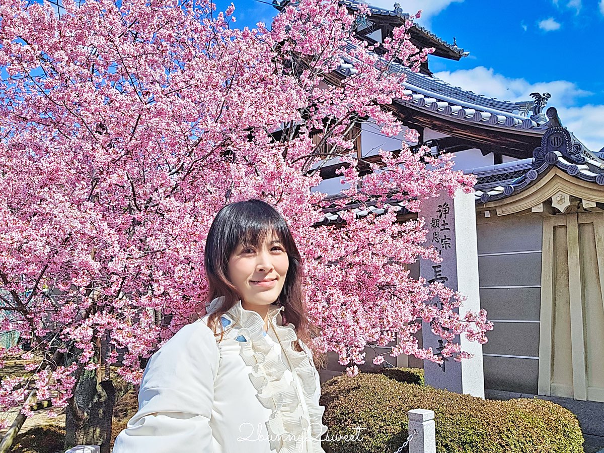 【京都長德寺阿龜櫻】京都賞櫻:三月初就能看到整棵粉紅櫻花滿開的早櫻景點 @兔兒毛毛姊妹花 【京都長德寺阿龜櫻】京都賞櫻:三月初就能看到整棵粉紅櫻花滿開的早櫻景點 @兔兒毛毛姊妹花