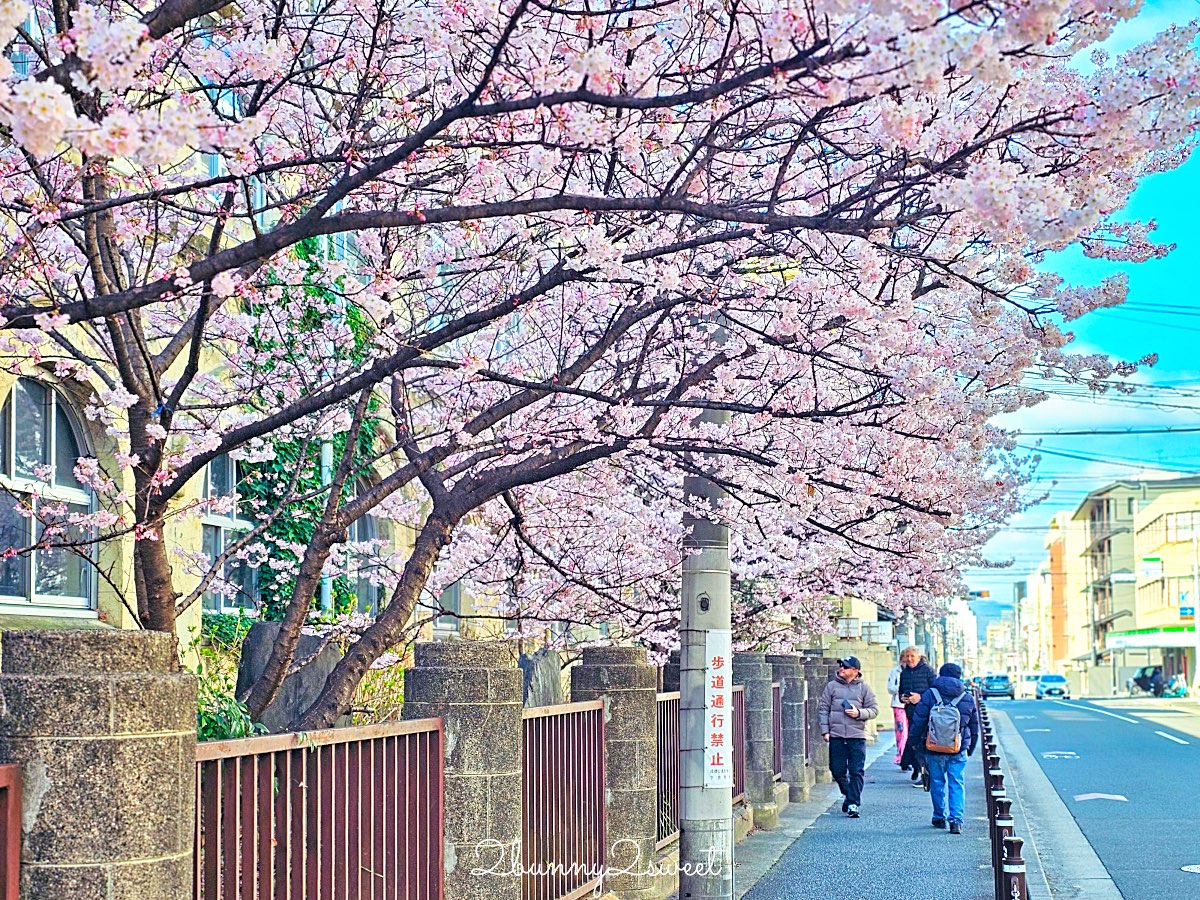 【舊成徳中學校足柄櫻】京都早櫻秘境！老校舍＋整排粉色櫻花隧道，三月中就滿開 @兔兒毛毛姊妹花
