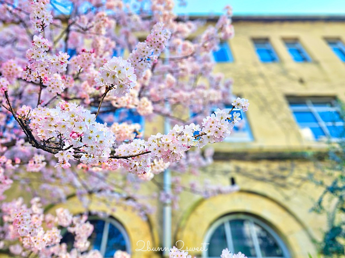 【舊成徳中學校足柄櫻】京都早櫻秘境！老校舍＋整排粉色櫻花隧道，三月中就滿開 @兔兒毛毛姊妹花
