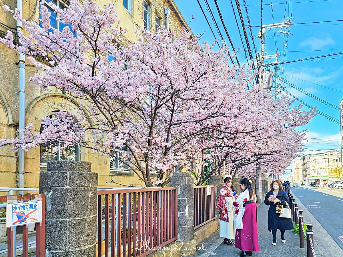 【舊成徳中學校足柄櫻】京都早櫻秘境！老校舍＋整排粉色櫻花隧道，三月中就滿開 @兔兒毛毛姊妹花