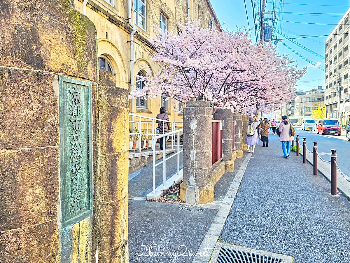 【舊成徳中學校足柄櫻】京都早櫻秘境！老校舍＋整排粉色櫻花隧道，三月中就滿開 @兔兒毛毛姊妹花