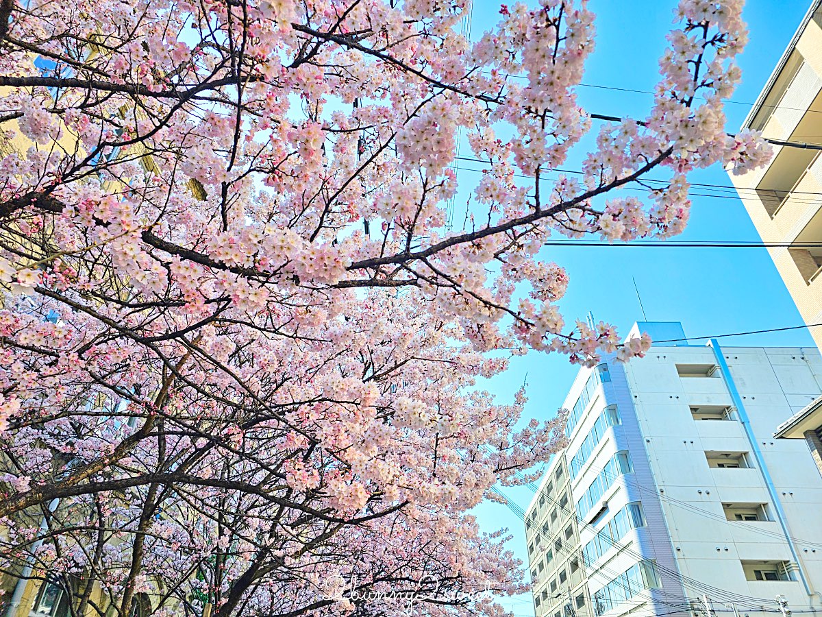【舊成徳中學校足柄櫻】京都早櫻秘境！老校舍＋整排粉色櫻花隧道，三月中就滿開 @兔兒毛毛姊妹花