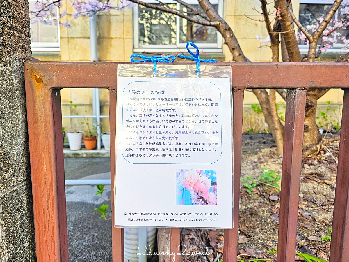 【舊成徳中學校足柄櫻】京都早櫻秘境！老校舍＋整排粉色櫻花隧道，三月中就滿開 @兔兒毛毛姊妹花