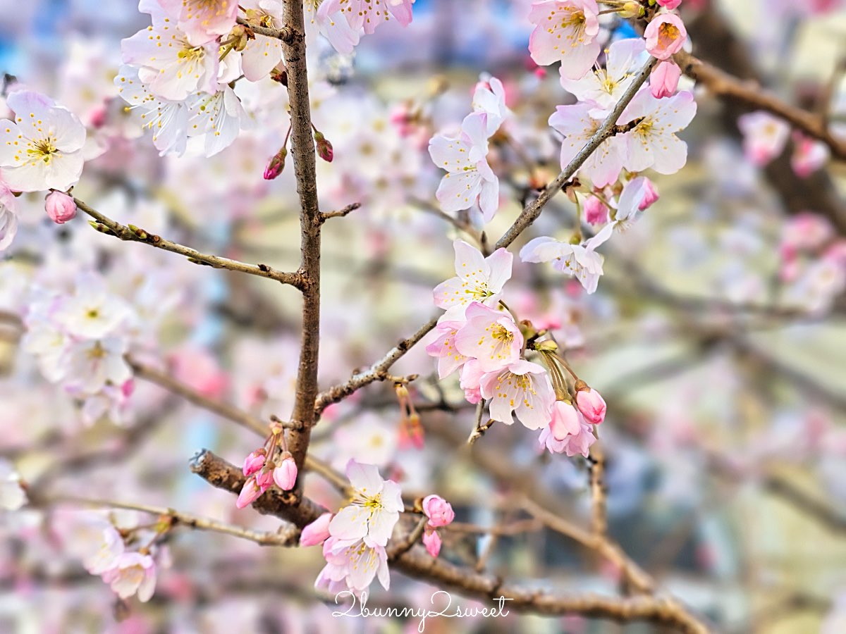 【舊成徳中學校足柄櫻】京都早櫻秘境！老校舍＋整排粉色櫻花隧道，三月中就滿開 @兔兒毛毛姊妹花