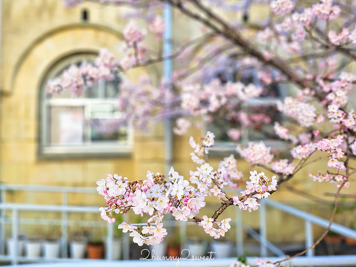 【舊成徳中學校足柄櫻】京都早櫻秘境！老校舍＋整排粉色櫻花隧道，三月中就滿開 @兔兒毛毛姊妹花