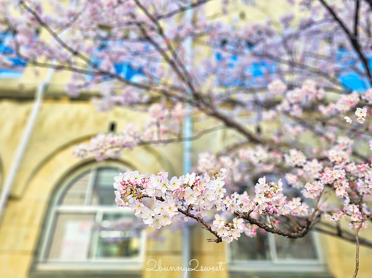 【舊成徳中學校足柄櫻】京都早櫻秘境！老校舍＋整排粉色櫻花隧道，三月中就滿開 @兔兒毛毛姊妹花