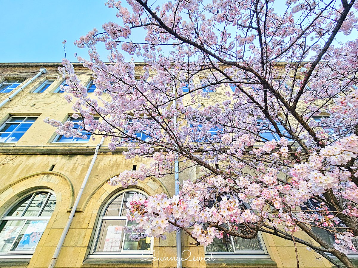 【舊成徳中學校足柄櫻】京都早櫻秘境！老校舍＋整排粉色櫻花隧道，三月中就滿開 @兔兒毛毛姊妹花