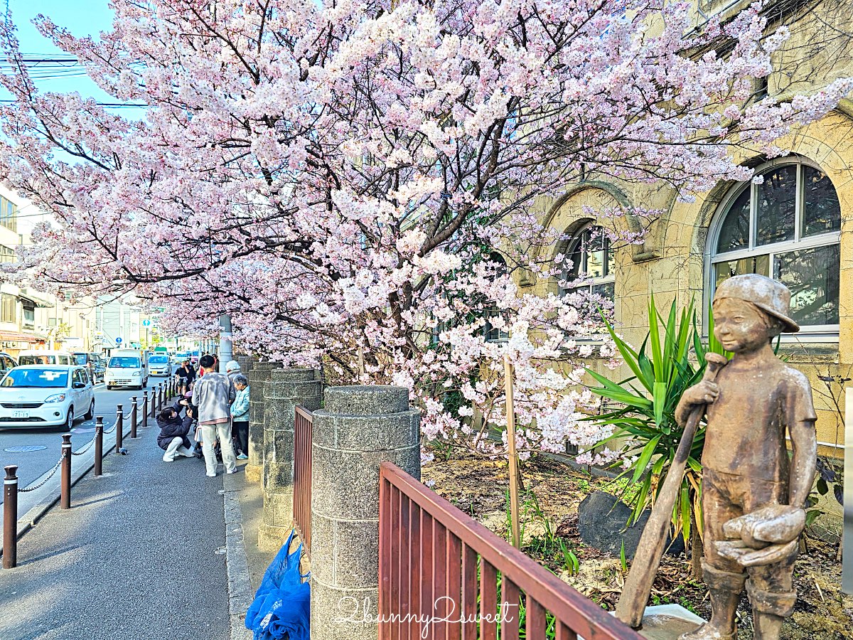 【舊成徳中學校足柄櫻】京都早櫻秘境！老校舍＋整排粉色櫻花隧道，三月中就滿開 @兔兒毛毛姊妹花