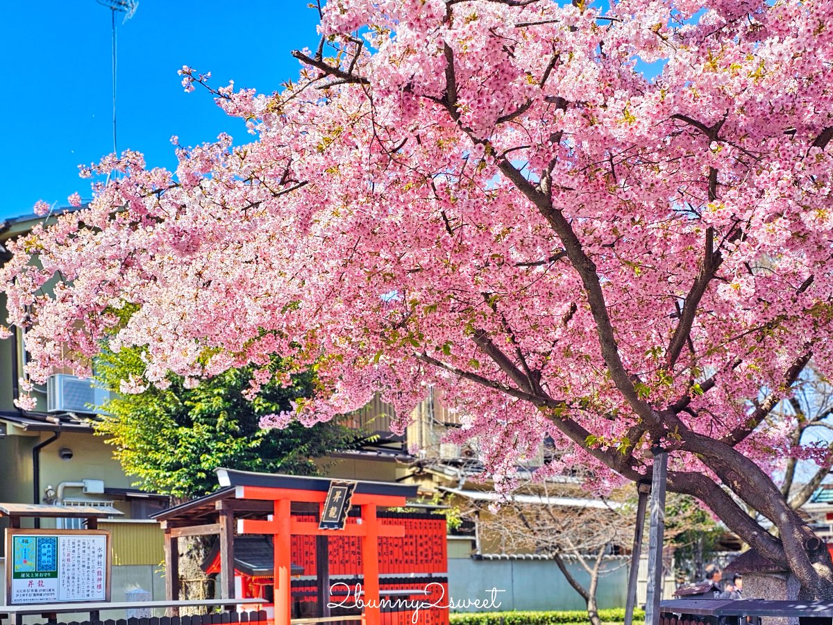 【京都車折神社】藝能神社+早櫻秘境!從二月底一路賞櫻到四月,嵐山旁必訪神社 @兔兒毛毛姊妹花 【京都車折神社】藝能神社+早櫻秘境!從二月底一路賞櫻到四月,嵐山旁必訪神社 @兔兒毛毛姊妹花