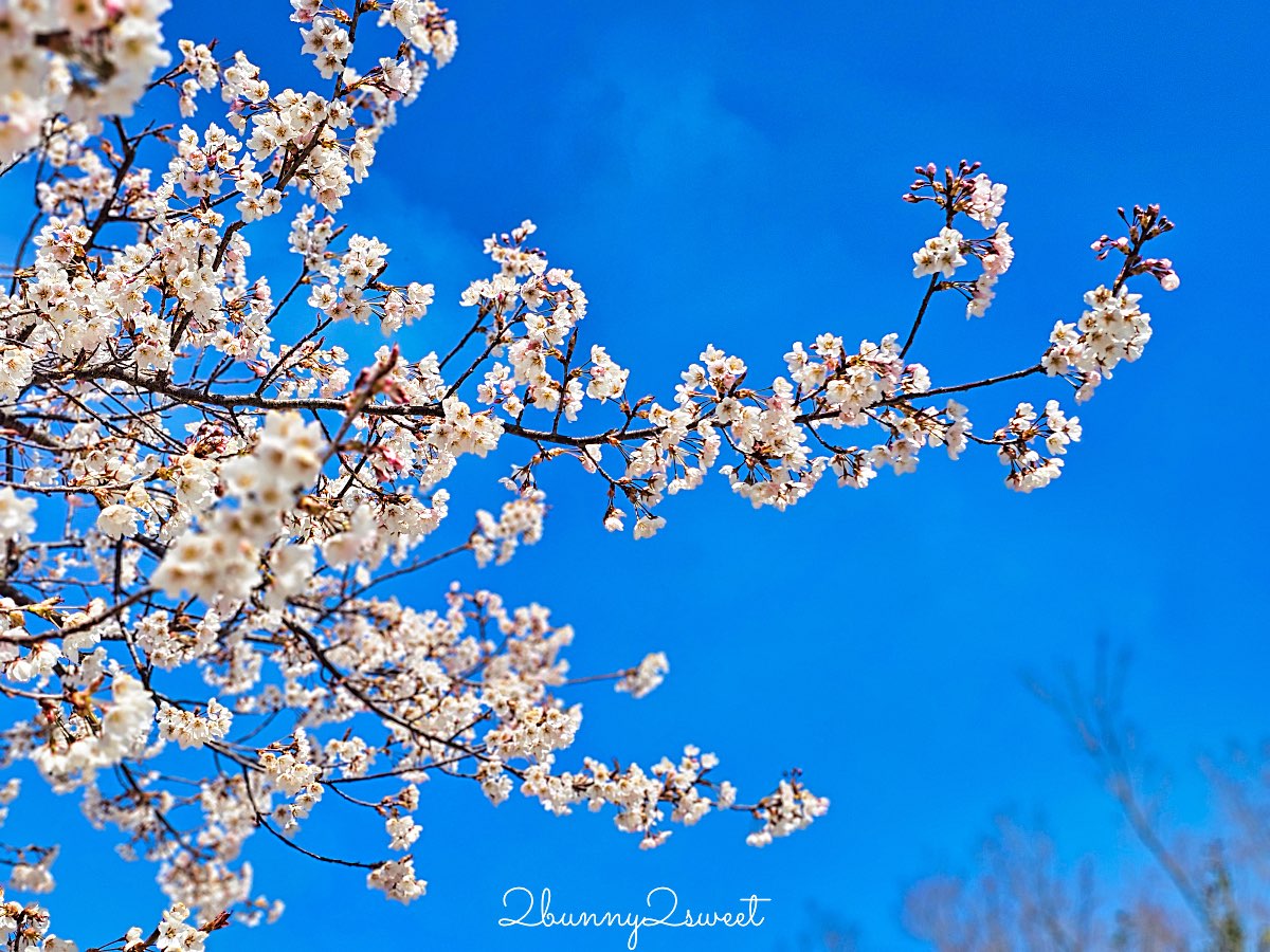 【京都車折神社】藝能神社+早櫻秘境!從二月底一路賞櫻到四月,嵐山旁必訪神社 @兔兒毛毛姊妹花 【京都車折神社】藝能神社+早櫻秘境!從二月底一路賞櫻到四月,嵐山旁必訪神社 @兔兒毛毛姊妹花