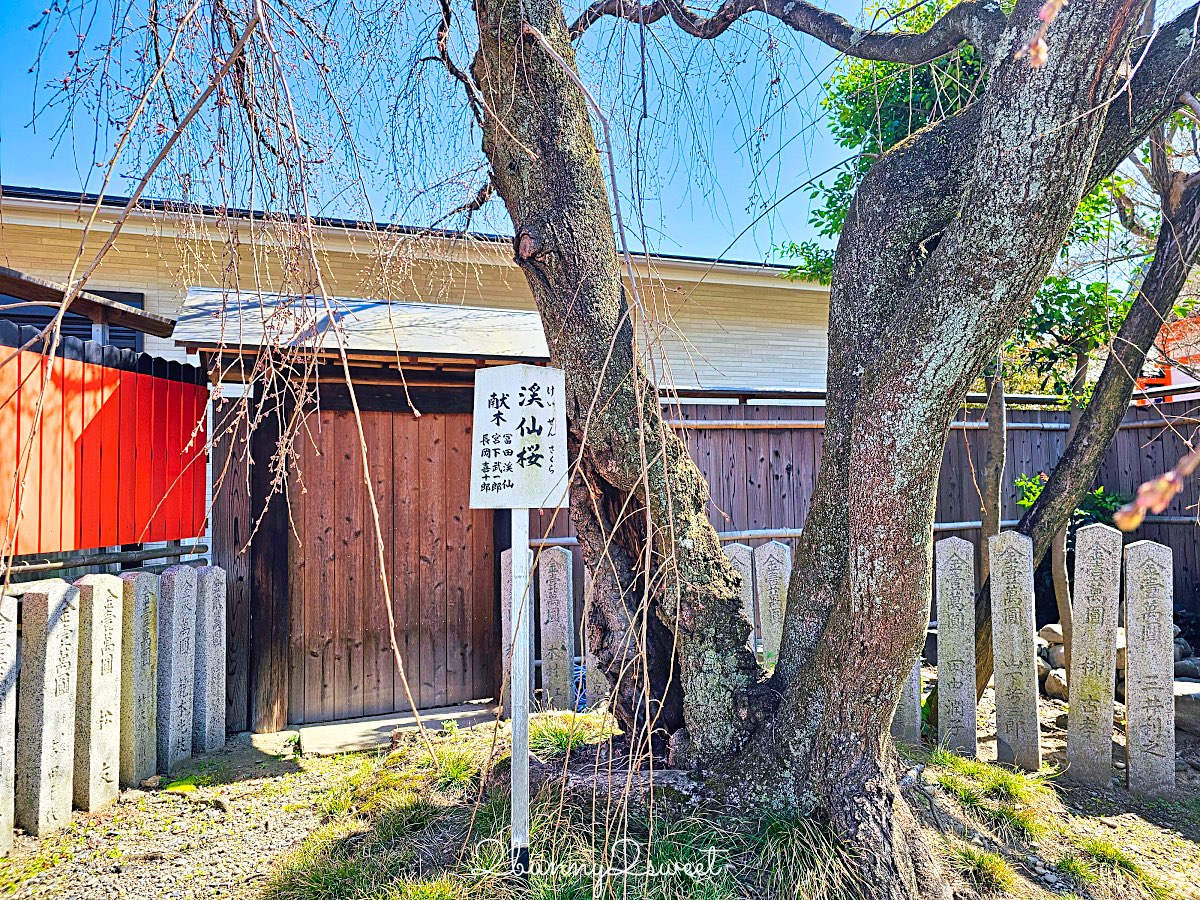 【京都車折神社】藝能神社+早櫻秘境!從二月底一路賞櫻到四月,嵐山旁必訪神社 @兔兒毛毛姊妹花 【京都車折神社】藝能神社+早櫻秘境!從二月底一路賞櫻到四月,嵐山旁必訪神社 @兔兒毛毛姊妹花