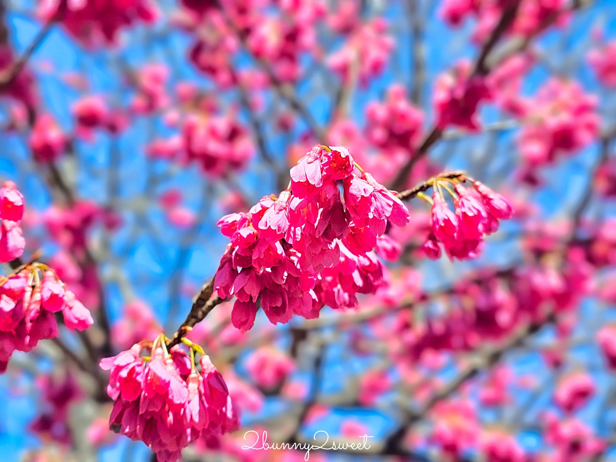 【京都車折神社】藝能神社+早櫻秘境!從二月底一路賞櫻到四月,嵐山旁必訪神社 @兔兒毛毛姊妹花 【京都車折神社】藝能神社+早櫻秘境!從二月底一路賞櫻到四月,嵐山旁必訪神社 @兔兒毛毛姊妹花