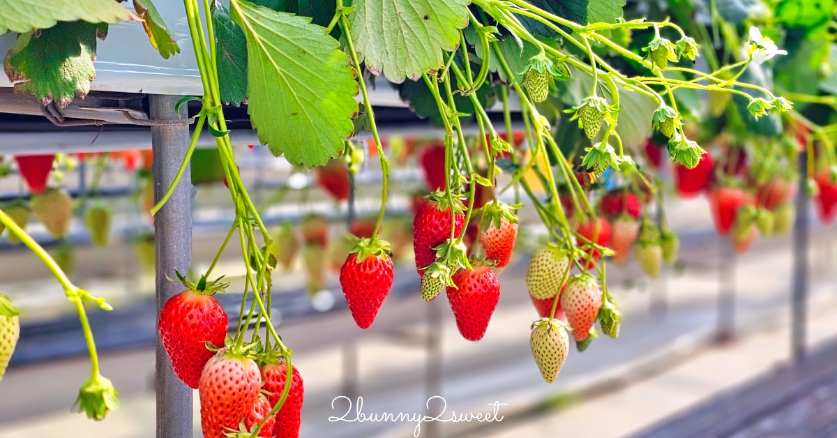 宜蘭親子景點》大洲馬場～不論晴天雨天都能免費看馬、摸馬，銅板價餵馬，牽騎迷你馬也只要 100 元～宜蘭三星隱藏版餵食動物景點｜免費景點｜宜蘭農牧場 @兔兒毛毛姊妹花